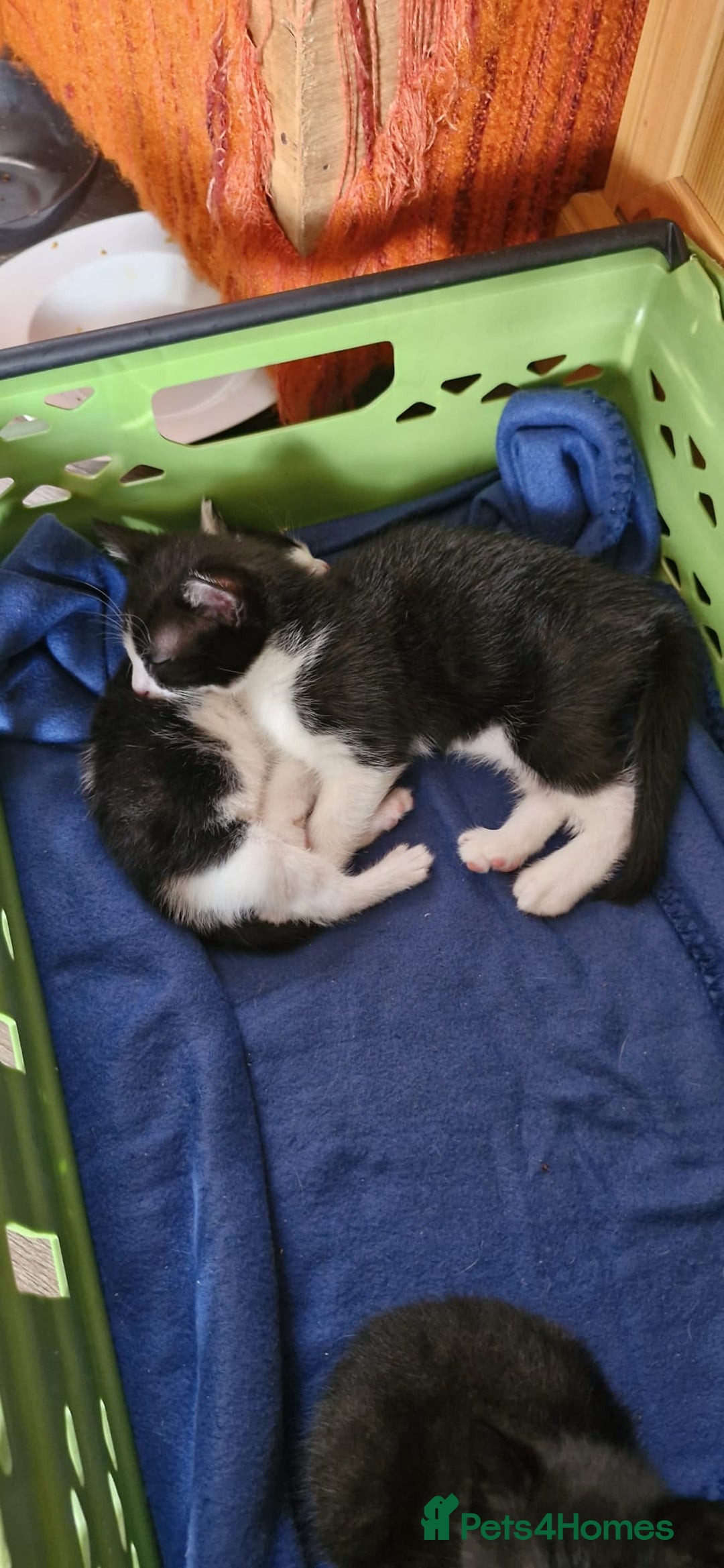 British Shorthair cats for sale: 2 beautiful black and white girls - Image 1