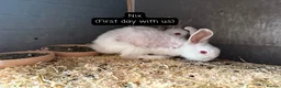 Lionhead rabbits for sale: Male red eyed, white Lionhead rabbit 10 months old - Advert 8