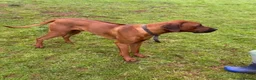 Rhodesian Ridgeback dogs for sale: Rhodesian Ridgeback puppies, health tested kc reg - Advert 23