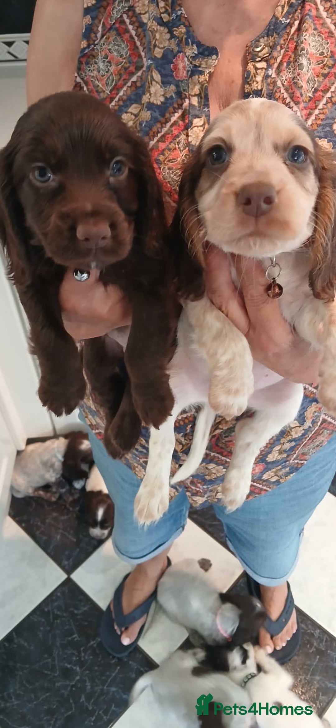 Cocker Spaniel dogs for sale: ‼️new updated photos‼️Stunning cocker spaniel Pups - Image 13