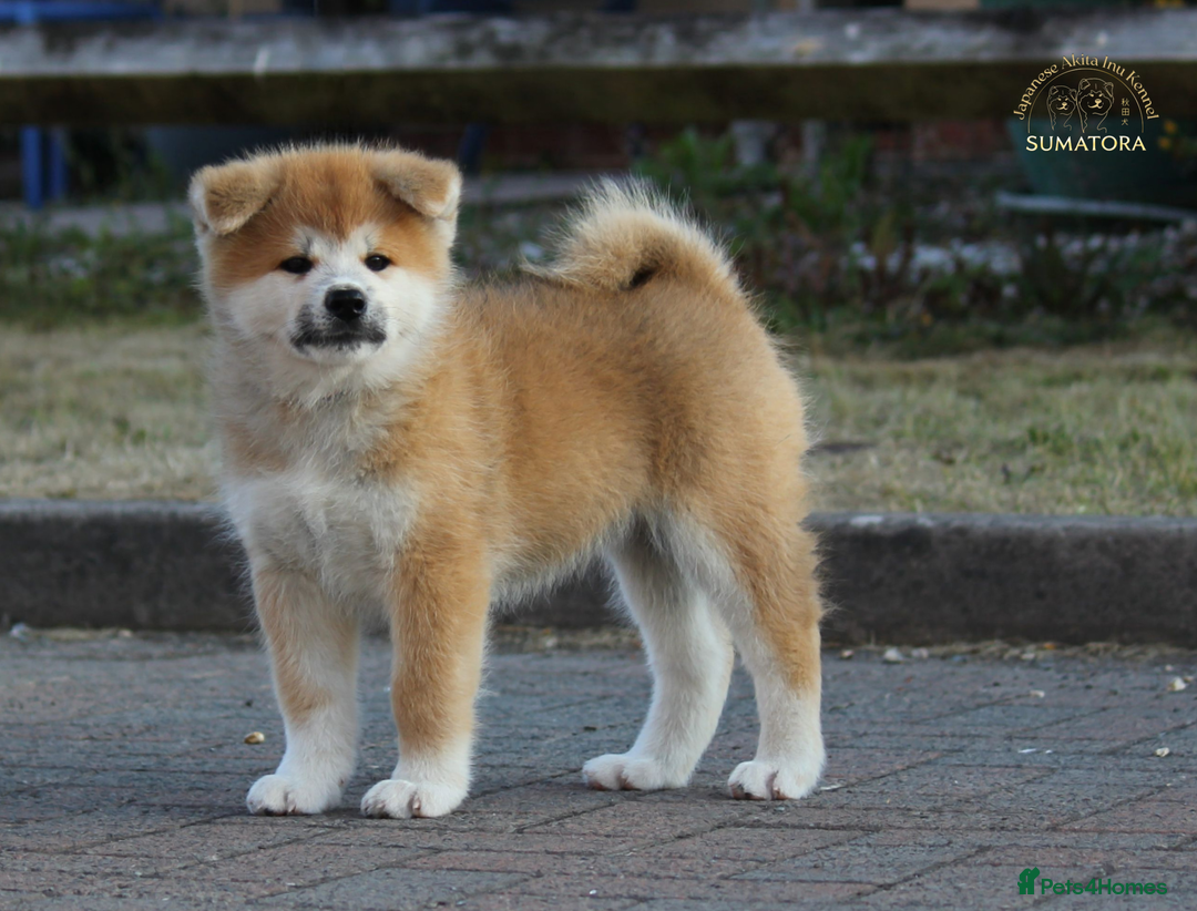 Japanese Akita Inu dogs for sale: ♥OUR PUPPIES ARRIVED♥ in Builth Wells - Image 37