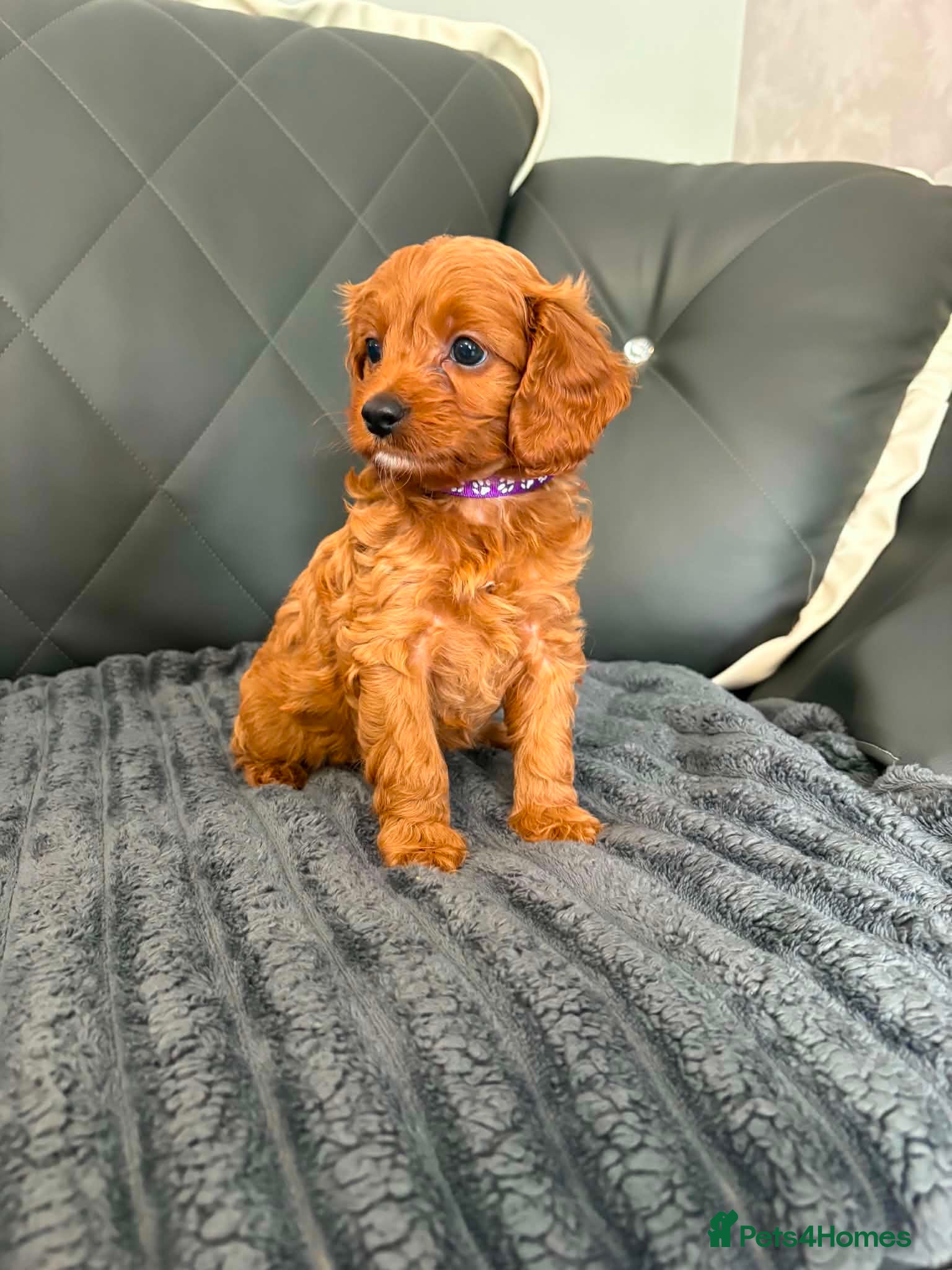 Cavapoo dogs 6 F1 Cavapoos - Advert 1