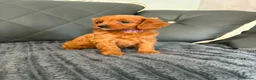 Cavapoo dogs for sale: 6 F1 Cavapoos - Advert 1