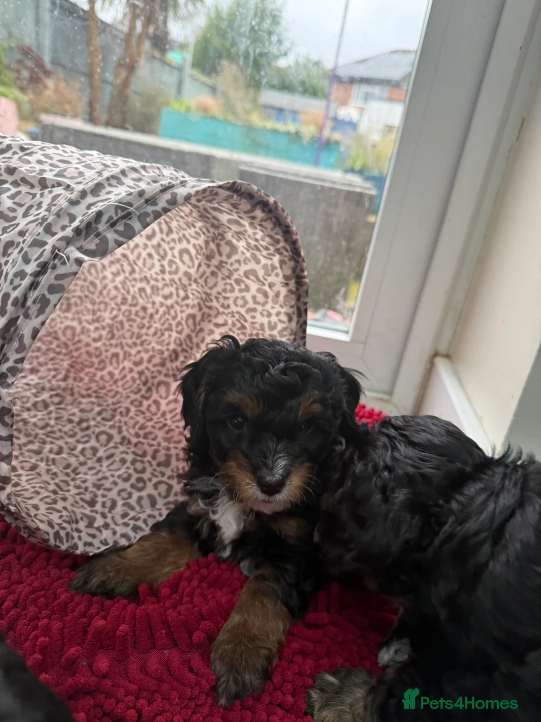Cavapoo dogs for sale: Beautiful F1b Cavapoo Puppies - Only 3 left  - Advert 7