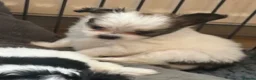 Chorkie dogs for sale: Miniature chorkies  - Advert 11