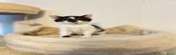 Mixed Breed cats for sale: 5 Beautiful Female Kittens - Advert 4