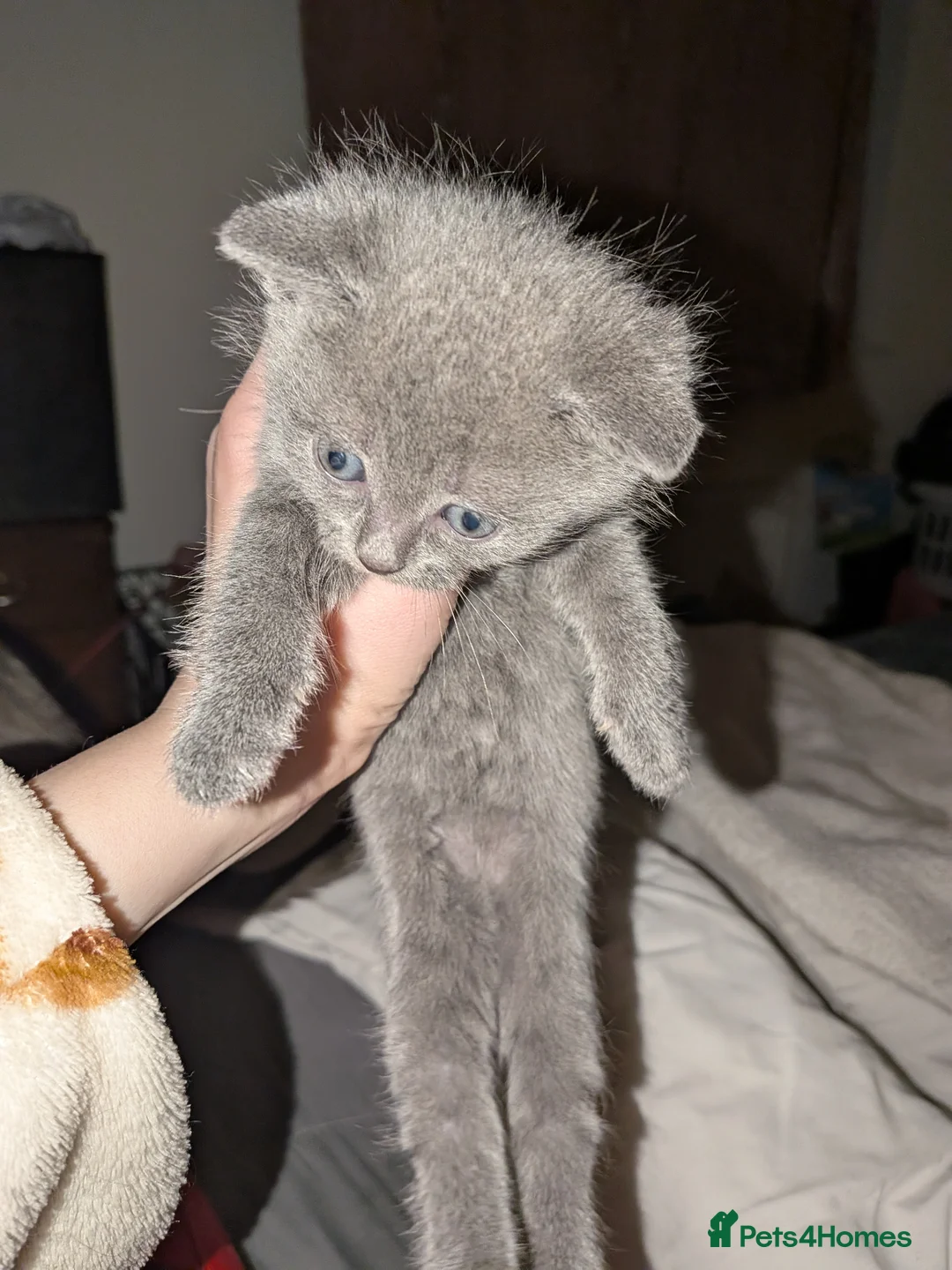 Russian Blue cats for sale: 2 beautiful Russian blue male kittens  - Advert 2