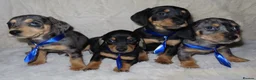 Dachshund dogs for sale: BEAUTIFUL DACHSHUND READY FOR FOREVER HOME!!! in Wolverhampton - Advert 5