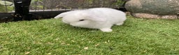 Mini Lop rabbits for sale: Baby mini lops and mini lion lop baby rabbits - Advert 4