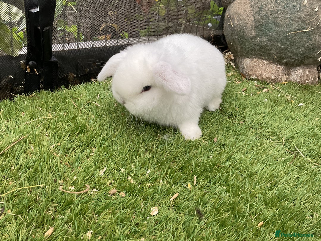 Mini Lop rabbits for sale: Baby mini lops and mini lion lop baby rabbits - Advert 4