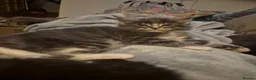 Maine Coon cats for sale:  HANDSOME MAINE COON BOY LOOKING FOR HIS HOME  - Advert 11