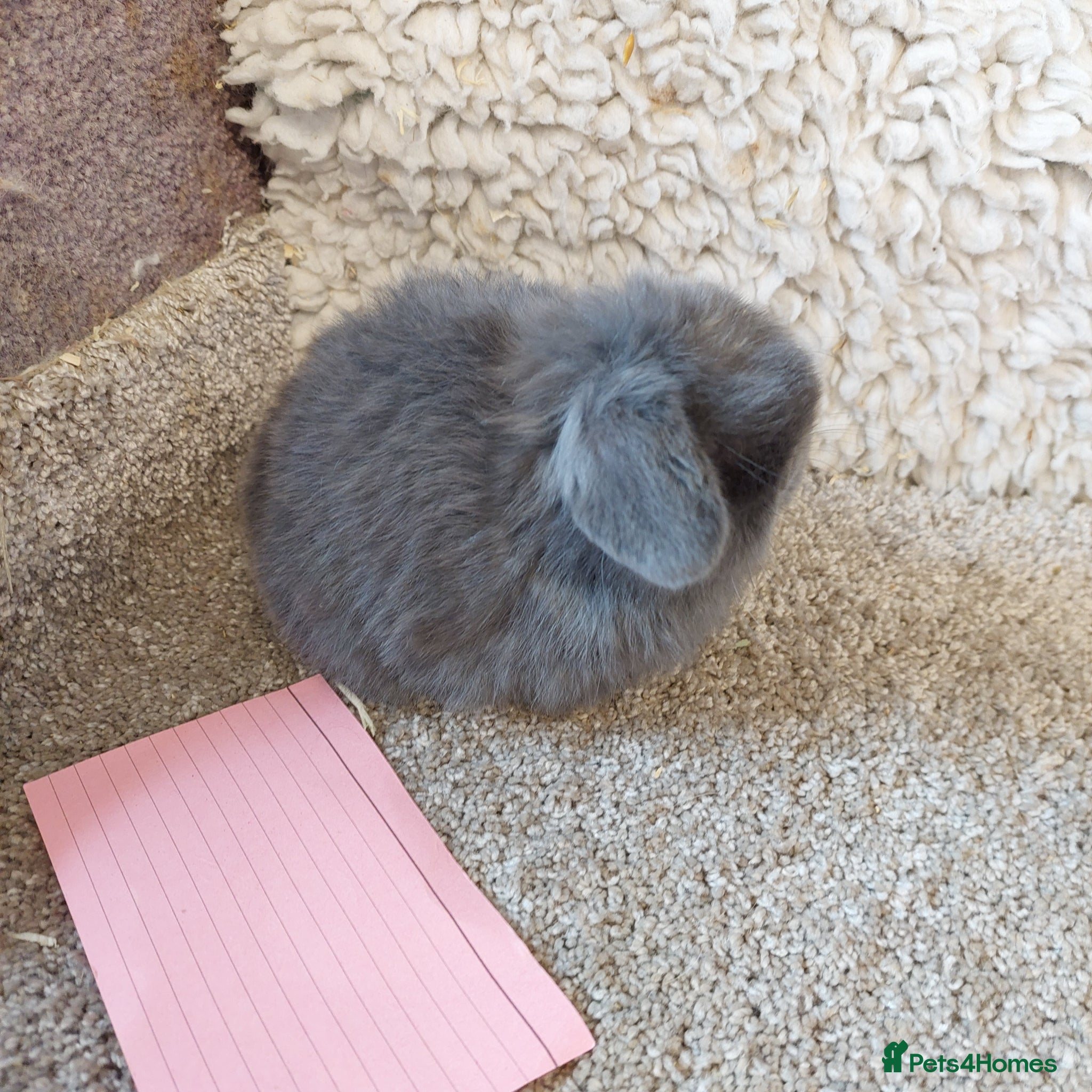 Mini Lop rabbits Baby minilop babys ready to reserve  - Advert 4