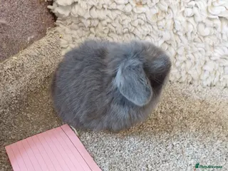 Mini Lop rabbits Baby minilop babys ready to reserve - Advert 4