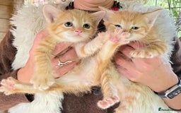 Domestic Shorthair cats for sale: Gorgeous 1/2 Bengals kittens - Image 18