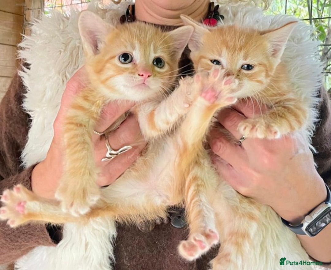 Domestic Shorthair cats for sale: Gorgeous 1/2 Bengals kittens - Image 18