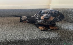Miniature Dachshund dogs for sale: Mini dachshund for sale  - Image 4