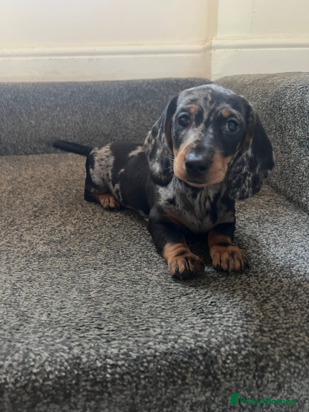 Miniature Dachshund dogs for sale: Mini dachshund for sale  - Image 4