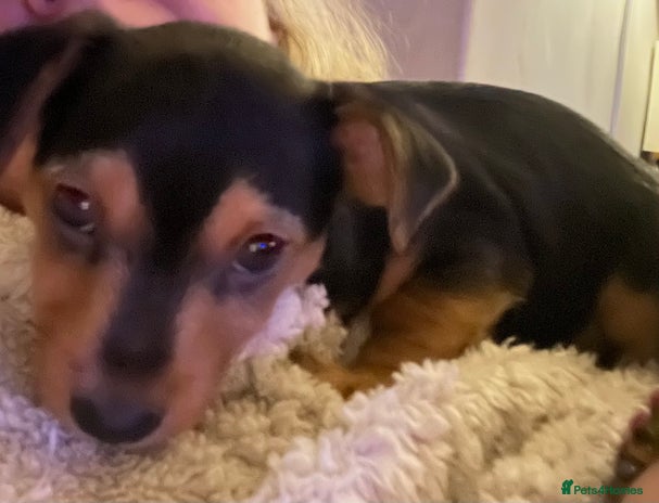 Mixed Breed dogs - Advert 5