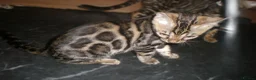 Bengal cats for sale: 5 Beautiful Bengal Kittens - Advert 10