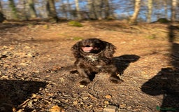 Cocker Spaniel dogs for stud: Proven Working Cocker for Stud - Image 2