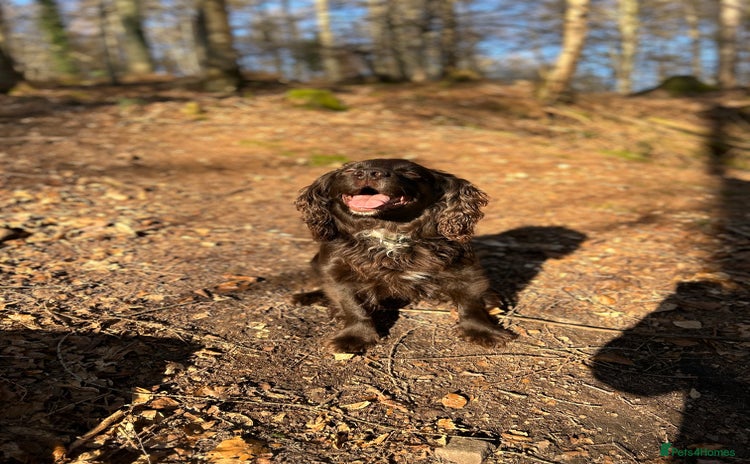 Cocker Spaniel dogs for stud - Advert 1