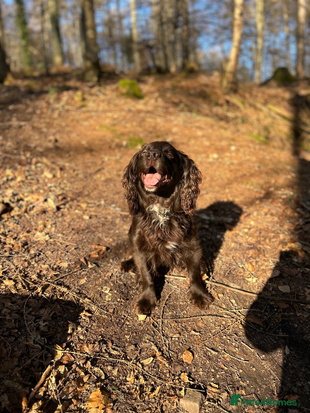 Cocker Spaniel dogs for stud: Proven Working Cocker for Stud - Image 2