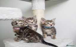 Mixed Breed cats for sale: Lovely Kittens 🤎 Grey 200, Tabby 130 - Image 2
