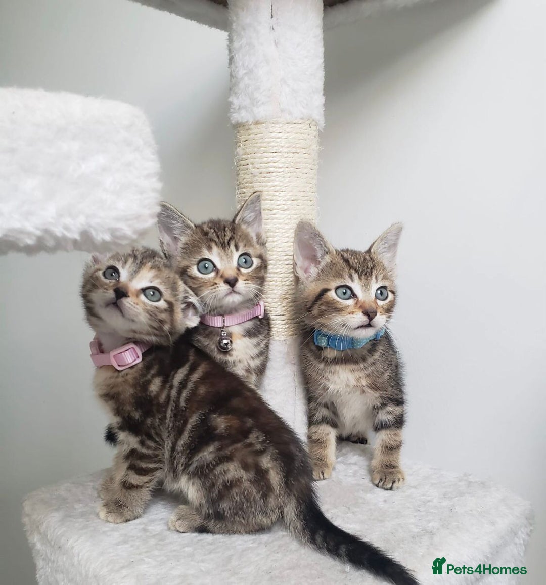 Mixed Breed cats for sale: Lovely Kittens 🤎 Grey 200, Tabby 130 - Image 2