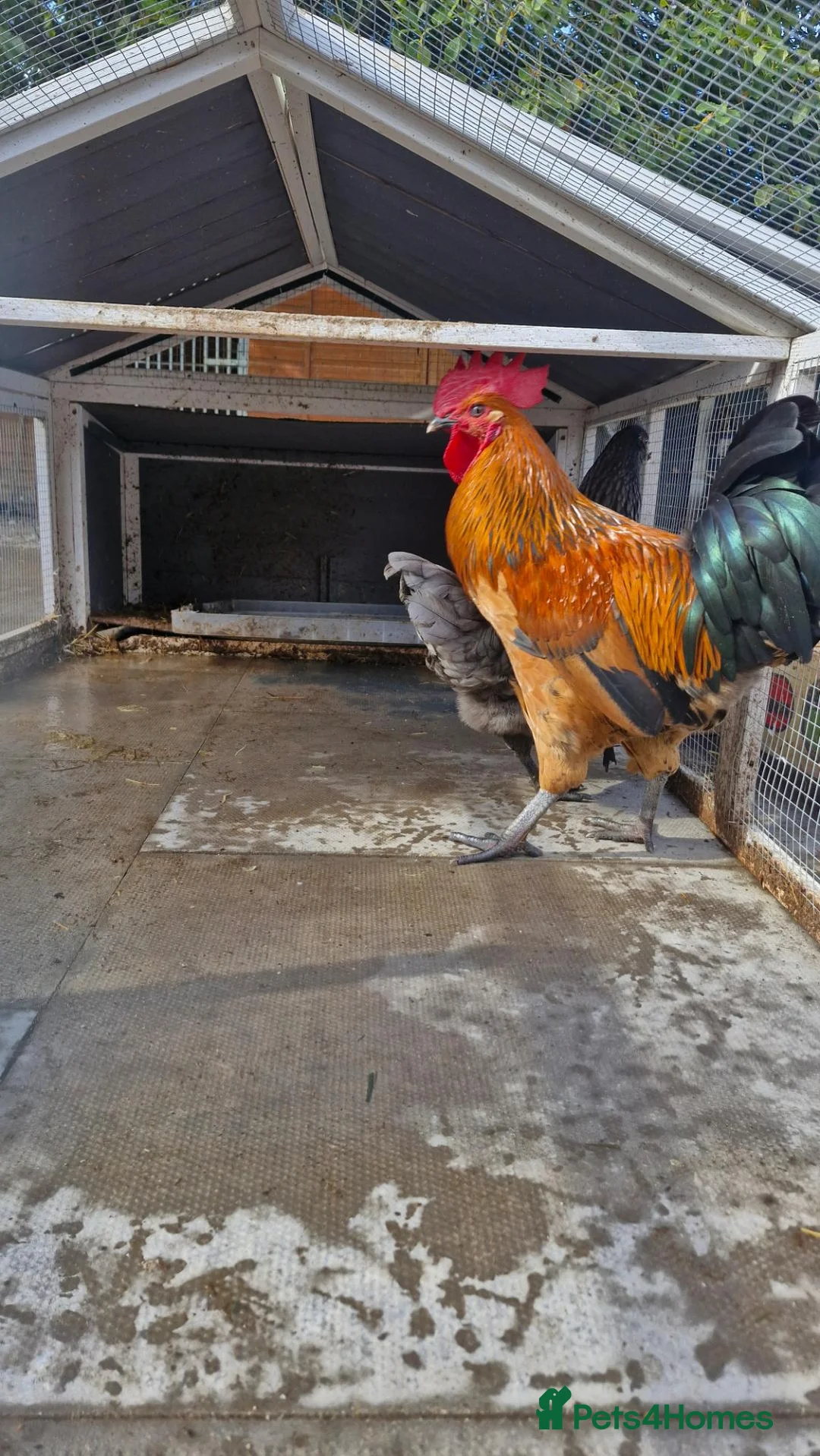 Chickens poultry for sale: Beautiful cockeral rooster half ayam cemani - Advert 2