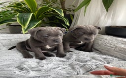 Staffordshire Bull Terrier dogs for sale: 🔷 Pharaon Champion Line Pups 🔷 in Wolverhampton - Image 28