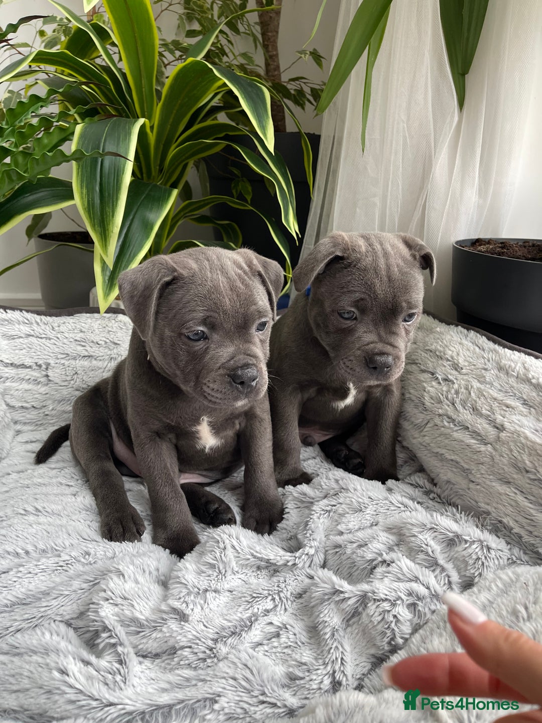 Staffordshire Bull Terrier dogs for sale: 🔷 Pharaon Champion Line Pups 🔷 in Wolverhampton - Image 28