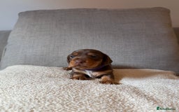 Dachshund dogs for sale: Gorgeous happy puppies  - Image 7