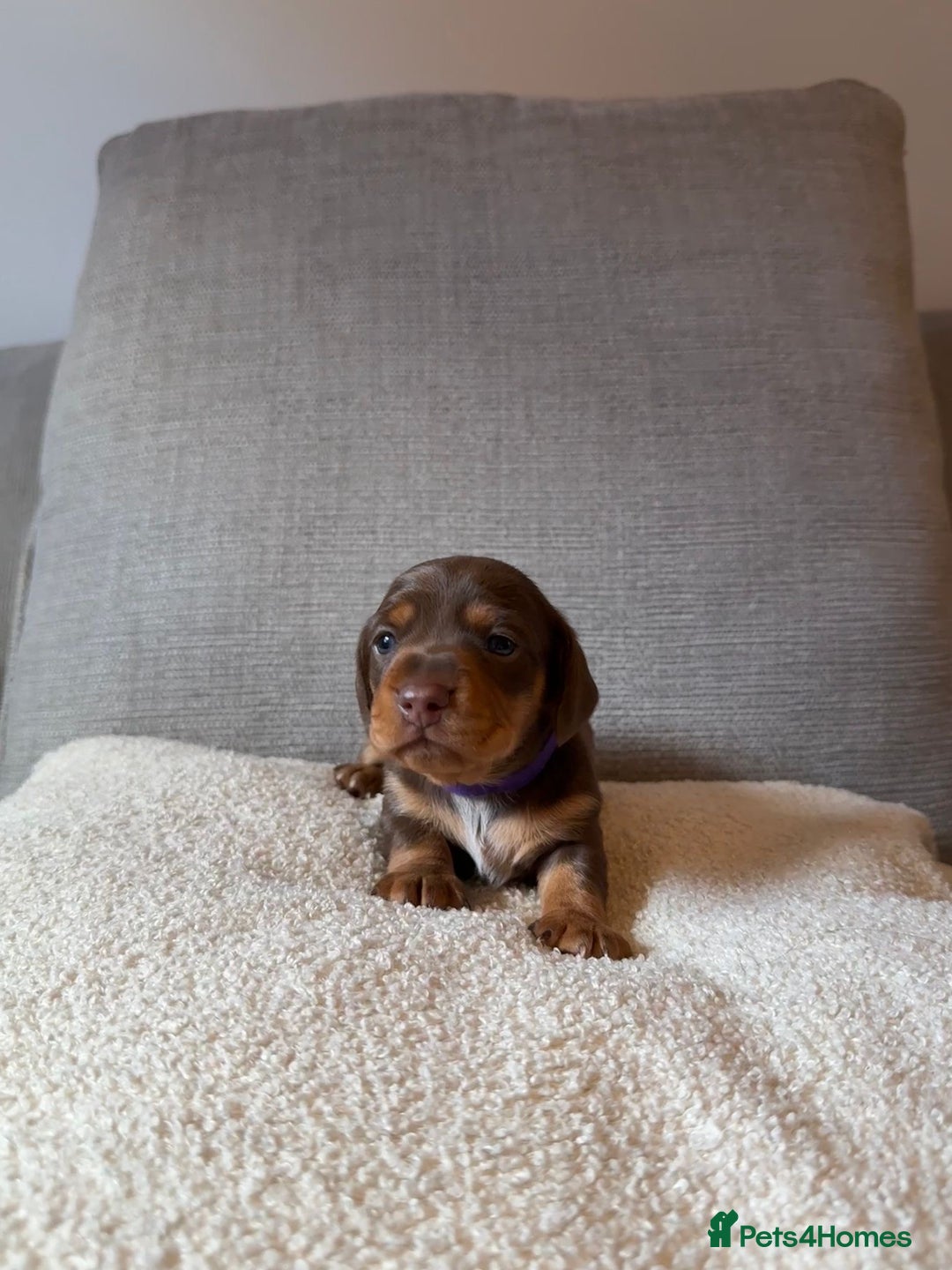 Dachshund dogs for sale: Gorgeous happy puppies  - Image 7