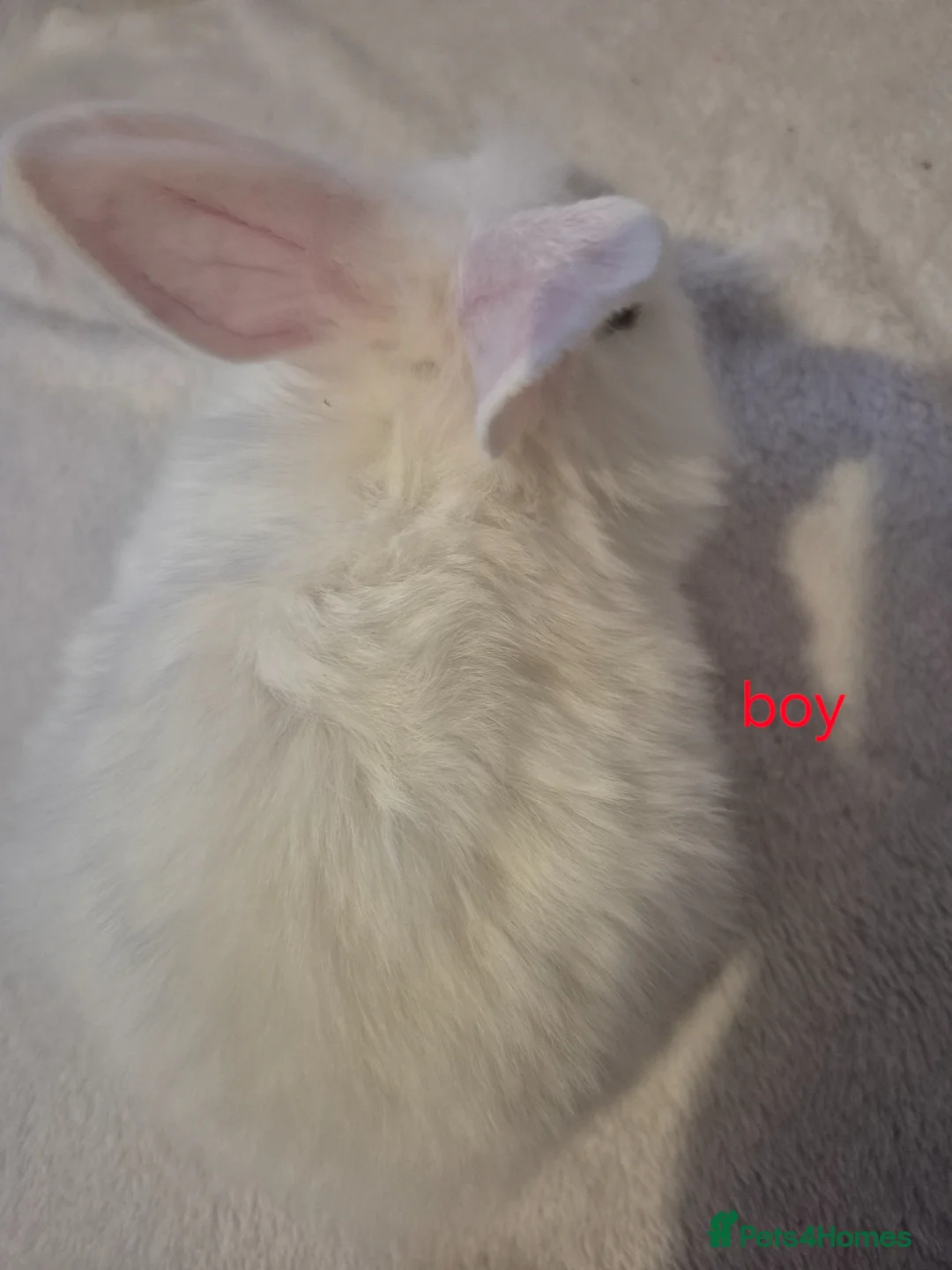 Mixed Breed rabbits for sale: 2 mixed breed rabbits for sale in Preston - Advert 4