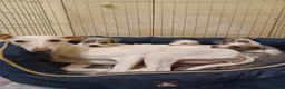 Whippet dogs for sale: KC Registered Puppies - Advert 2