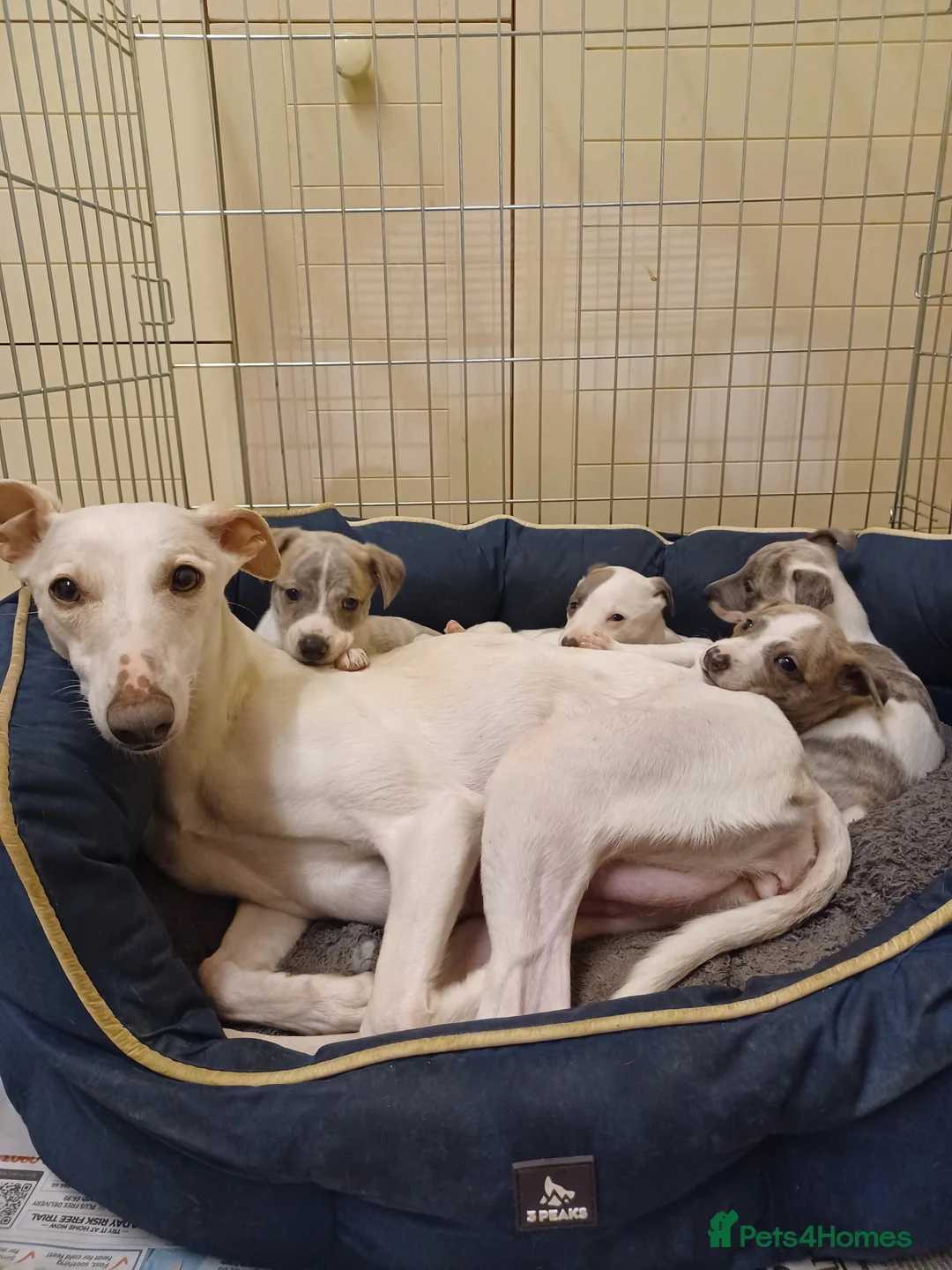 Whippet dogs for sale: KC Registered Puppies - Advert 2