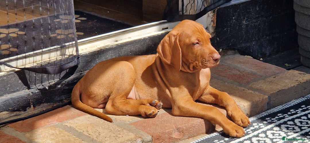 Hungarian Vizsla dogs for sale: Gorgeous bouncy and healthy vizsla pups - Image 14