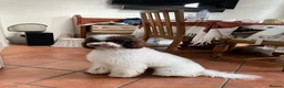 Miniature Poodle dogs for sale: Very Special Miniature Poodle💛  - Advert 6