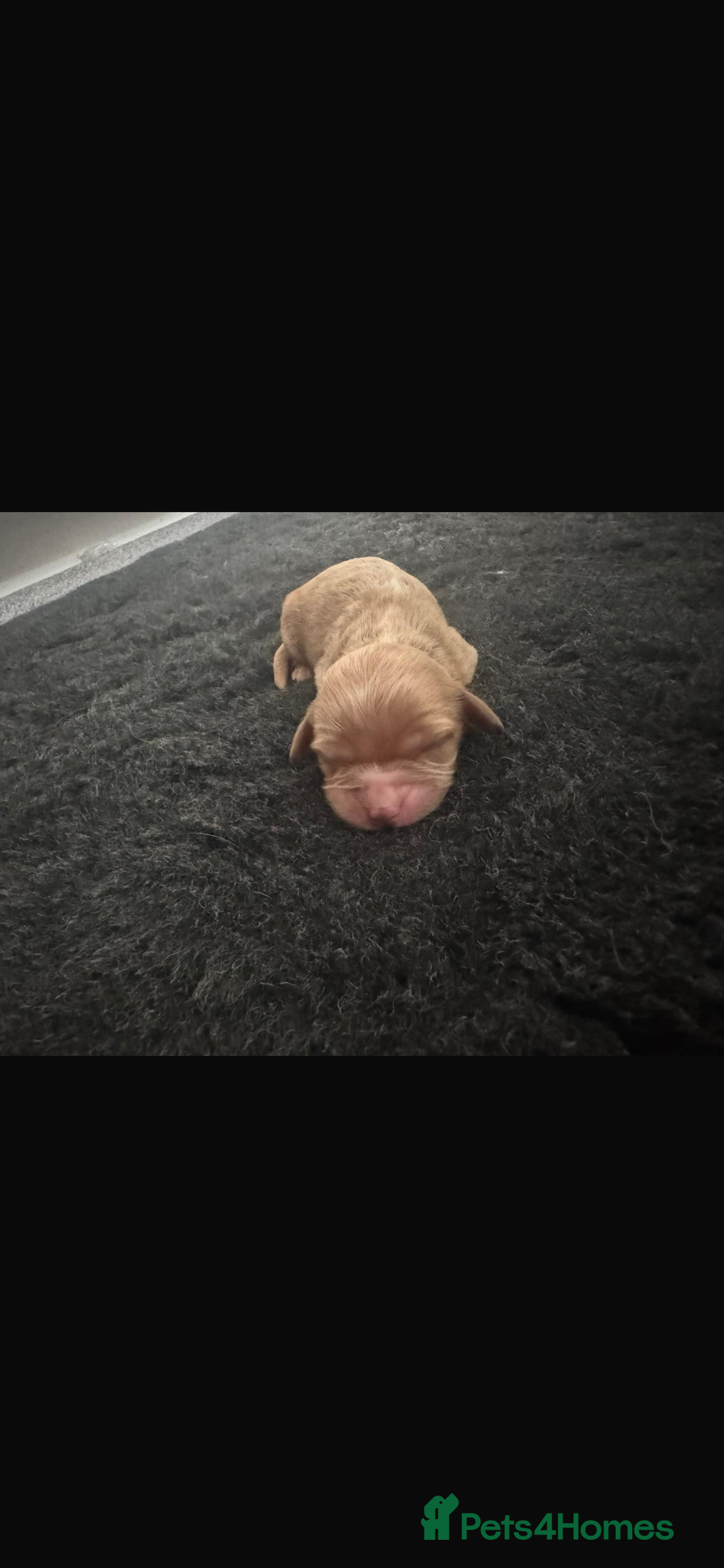 Cavapoo dogs for sale: F1 cavapoo puppys - Image 6
