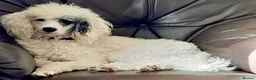 Mixed Breed dogs for sale: Gorgeous Whippet x Poodle puppies - Advert 8