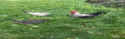 Chickens poultry for sale: Cockerel for sale in Norwich - Advert 5