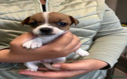 Jack Russell dogs for sale: Jack Russel beauty’s  in Folkestone - Image 1