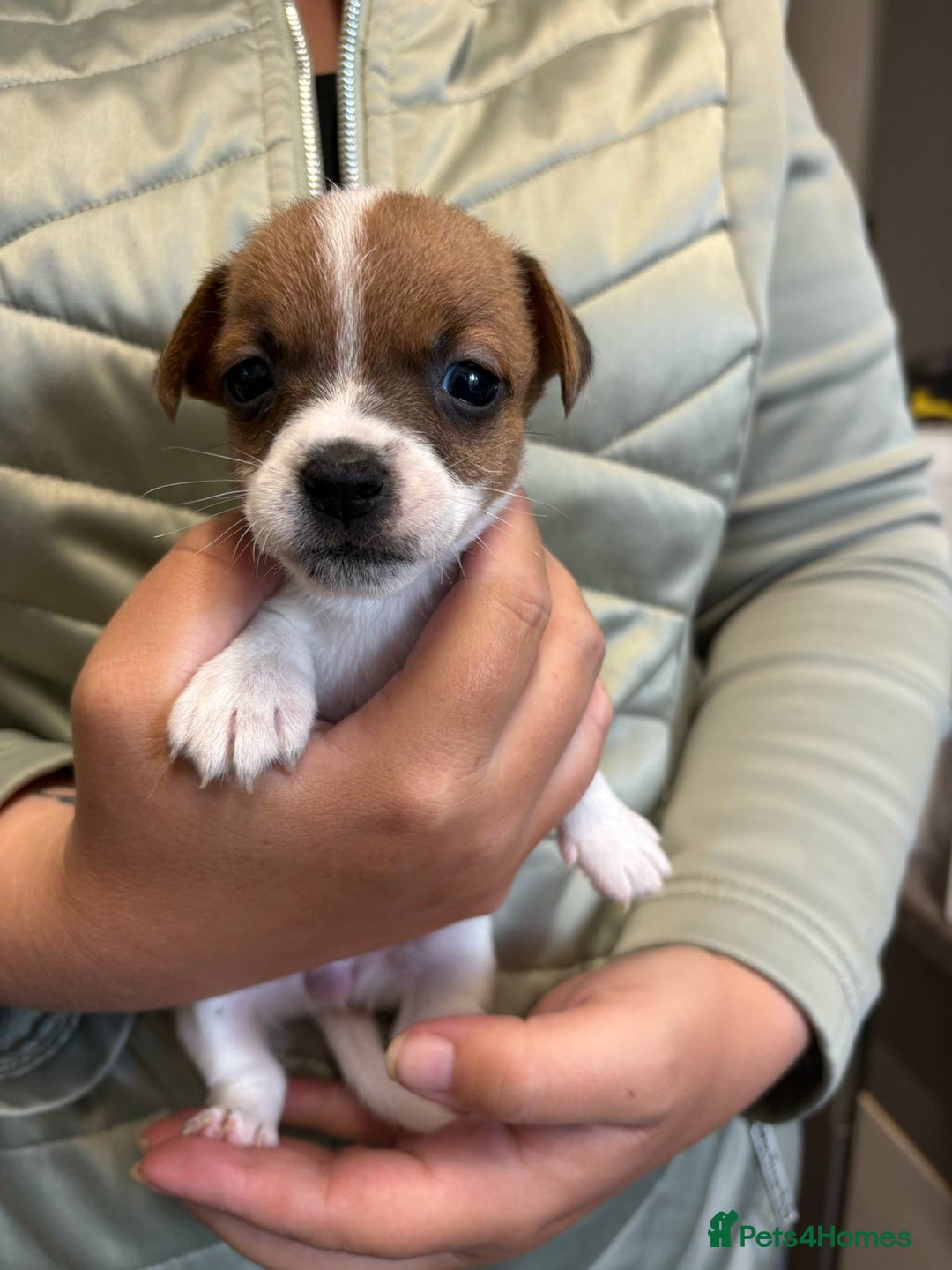 Jack Russell dogs for sale: Jack Russel beauty’s  in Folkestone - Image 1