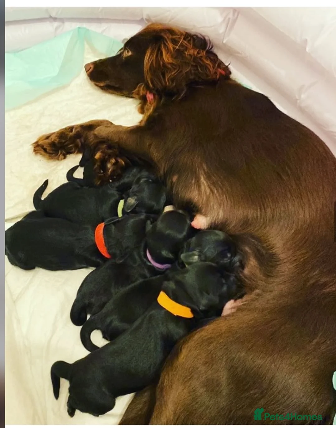 Cockapoo dogs for sale: Cockapoos for sale  - Advert 6