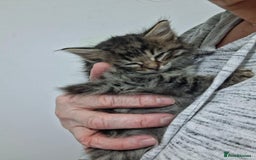 Ragdoll cats for sale: Beautiful Bengal/Ragdoll Male Kitten - Image 12