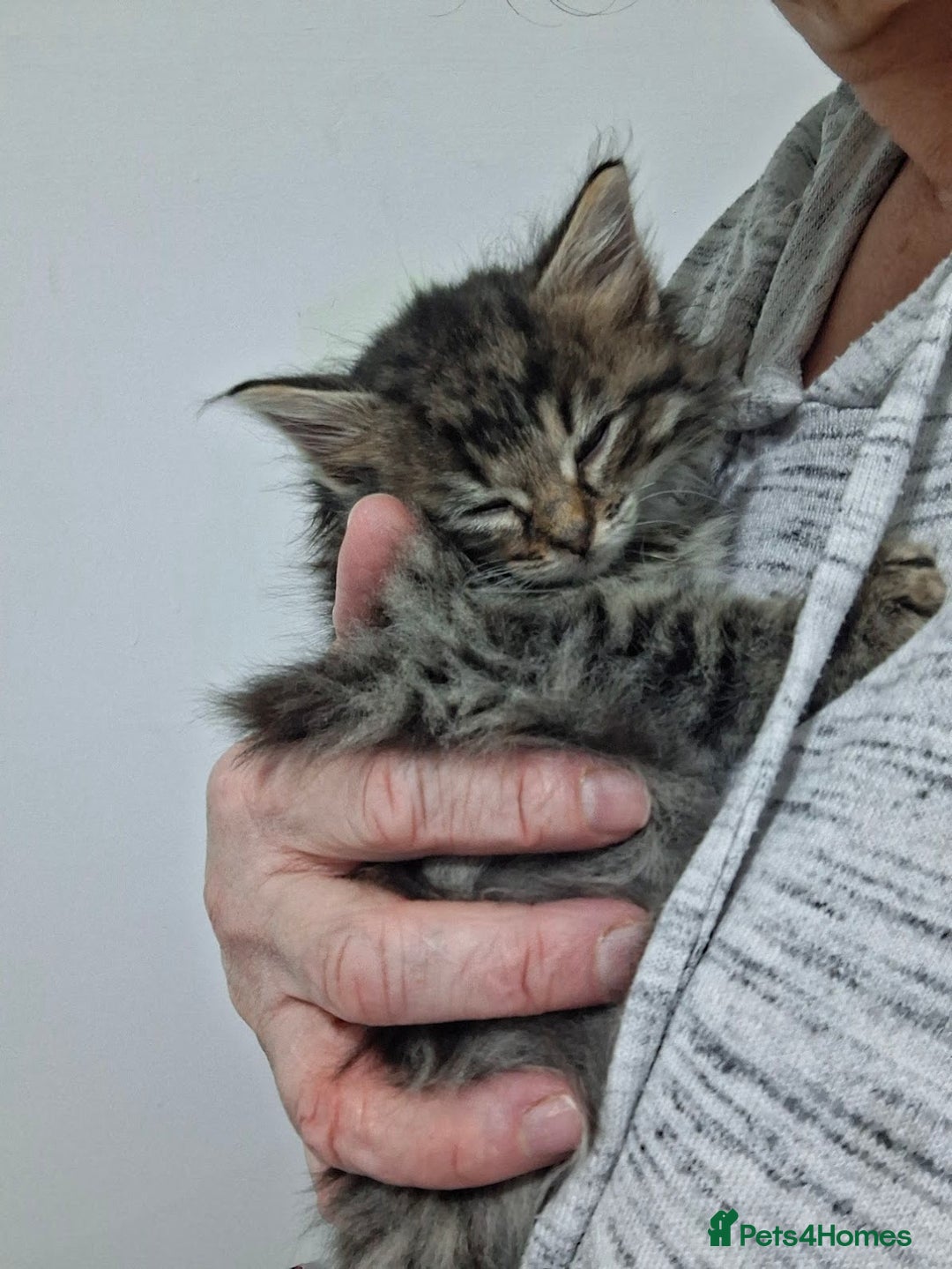 Ragdoll cats for sale: Beautiful Bengal/Ragdoll Male Kitten - Image 12