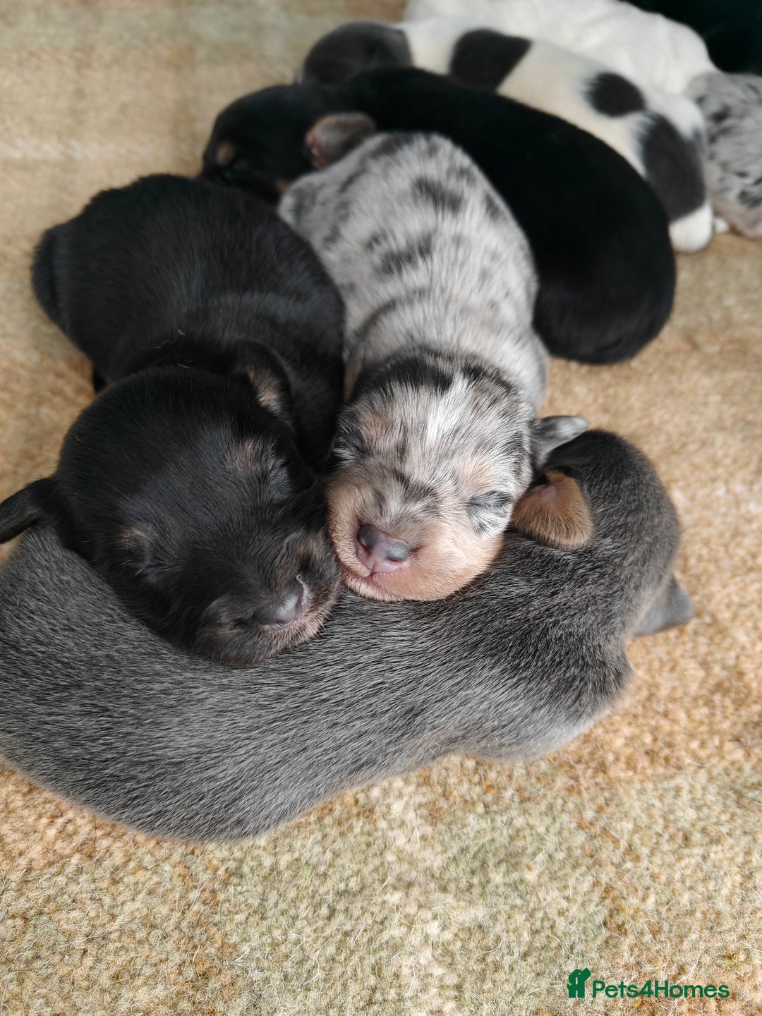 Mixed Breed dogs for sale: Jackweenie puppies - Image 4