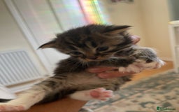 British Shorthair cats for sale: Gorgeous kittens - Image 7