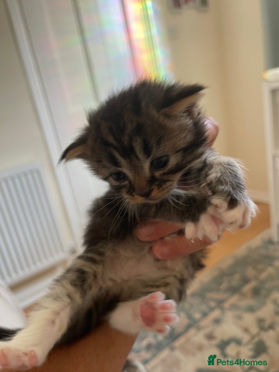 British Shorthair cats for sale: Gorgeous kittens - Image 7