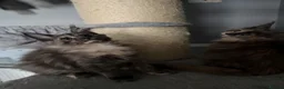 Maine Coon cats for sale: Maine Coon kittens and adults - Advert 9